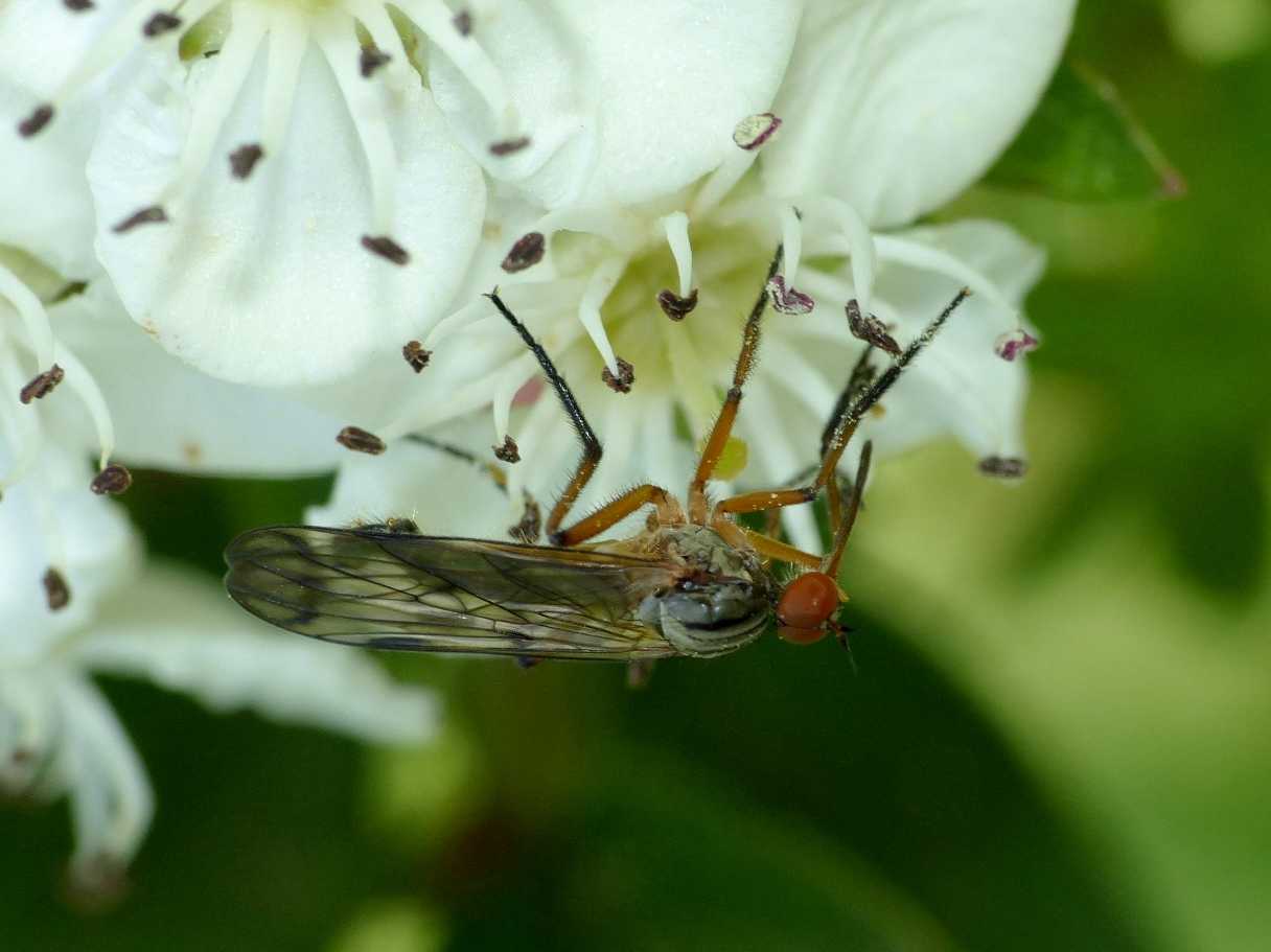 Empis univittata? No. Empis cfr confusa